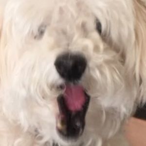 Meet your Posher, Cody